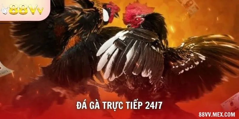 Đá gà trực tiếp 24/7