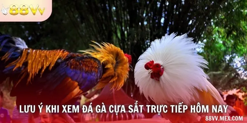 Lưu ý khi xem đá gà cựa sắt trực tiếp hôm nay