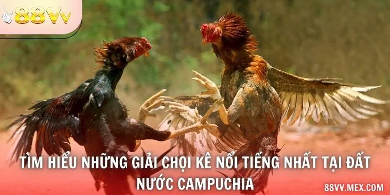 Tìm hiểu những giải chọi kê nổi tiếng nhất tại đất nước Campuchia
